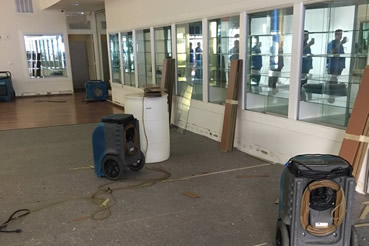 Mald removal and water damage repair in Hollywood
